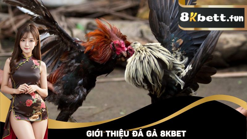 Giới thiệu về sảnh Đá Gà 8KBET