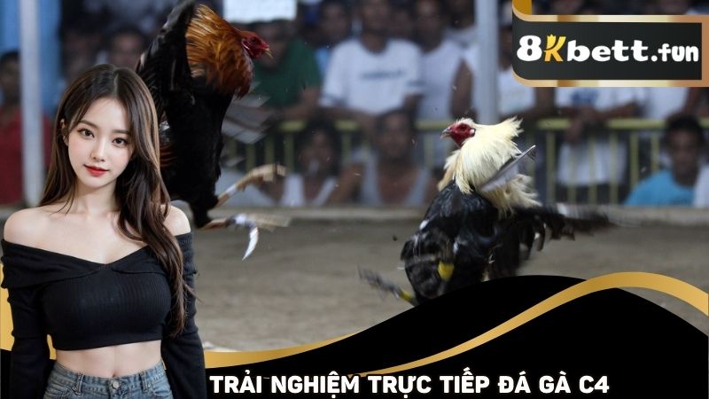 Trải nghiệm rõ trực tiếp đá gà C4